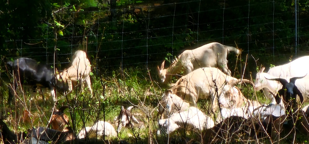 Fort McCoy continues to utilize goats to combat invasive species across installation