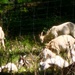 Fort McCoy continues to utilize goats to combat invasive species across installation