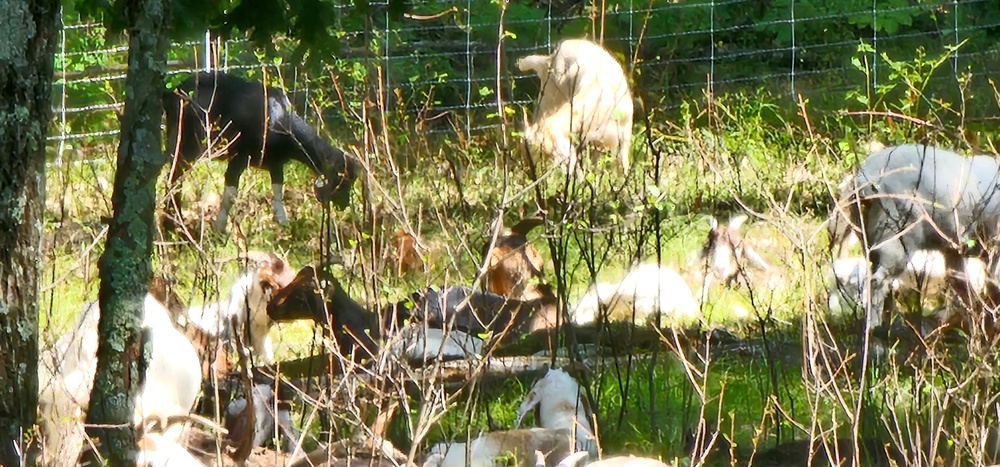 Fort McCoy continues to utilize goats to combat invasive species across installation