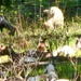 Fort McCoy continues to utilize goats to combat invasive species across installation