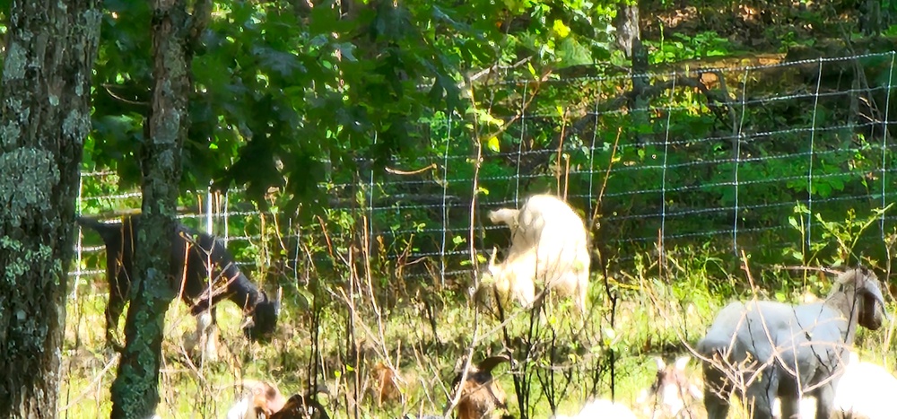 Fort McCoy continues to utilize goats to combat invasive species across installation