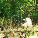 Fort McCoy continues to utilize goats to combat invasive species across installation