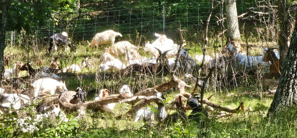 Fort McCoy continues to utilize goats to combat invasive species across installation