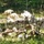 Fort McCoy continues to utilize goats to combat invasive species across installation