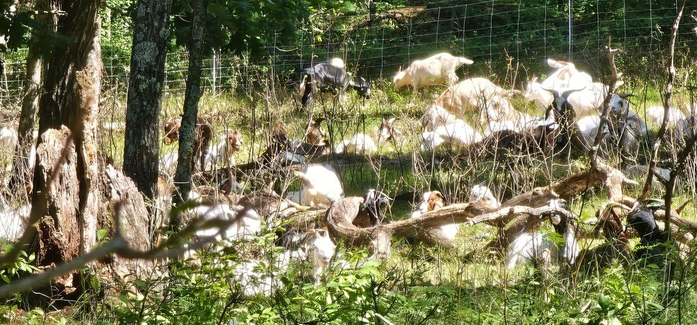 Fort McCoy continues to utilize goats to combat invasive species across installation