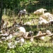 Fort McCoy continues to utilize goats to combat invasive species across installation