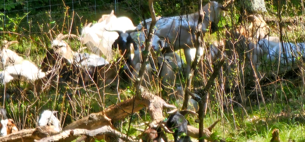 Fort McCoy continues to utilize goats to combat invasive species across installation