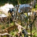 Fort McCoy continues to utilize goats to combat invasive species across installation