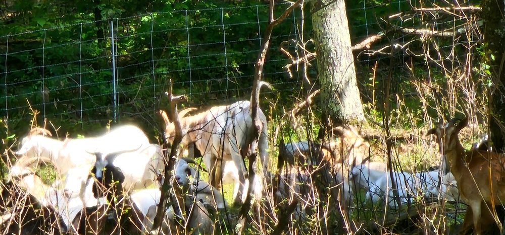 Fort McCoy continues to utilize goats to combat invasive species across installation