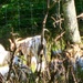 Fort McCoy continues to utilize goats to combat invasive species across installation