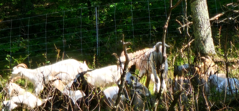 Fort McCoy continues to utilize goats to combat invasive species across installation
