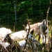 Fort McCoy continues to utilize goats to combat invasive species across installation