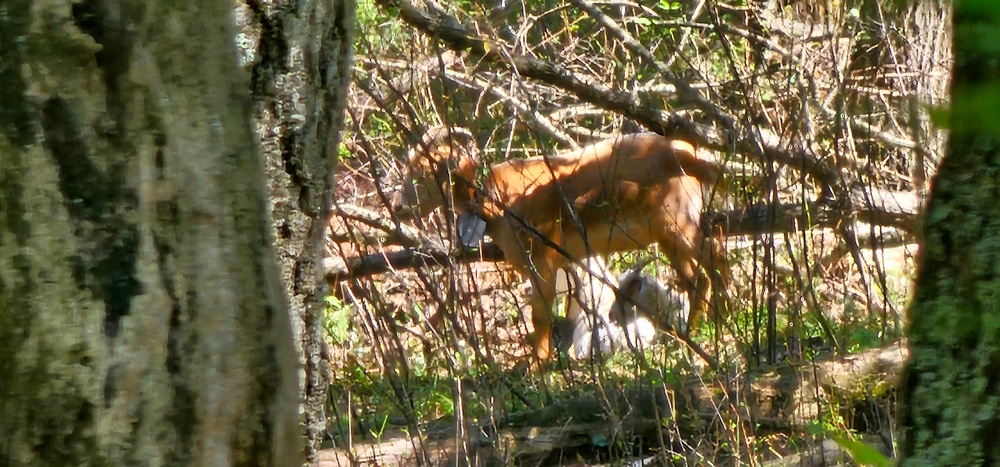 Fort McCoy continues to utilize goats to combat invasive species across installation
