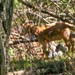 Fort McCoy continues to utilize goats to combat invasive species across installation