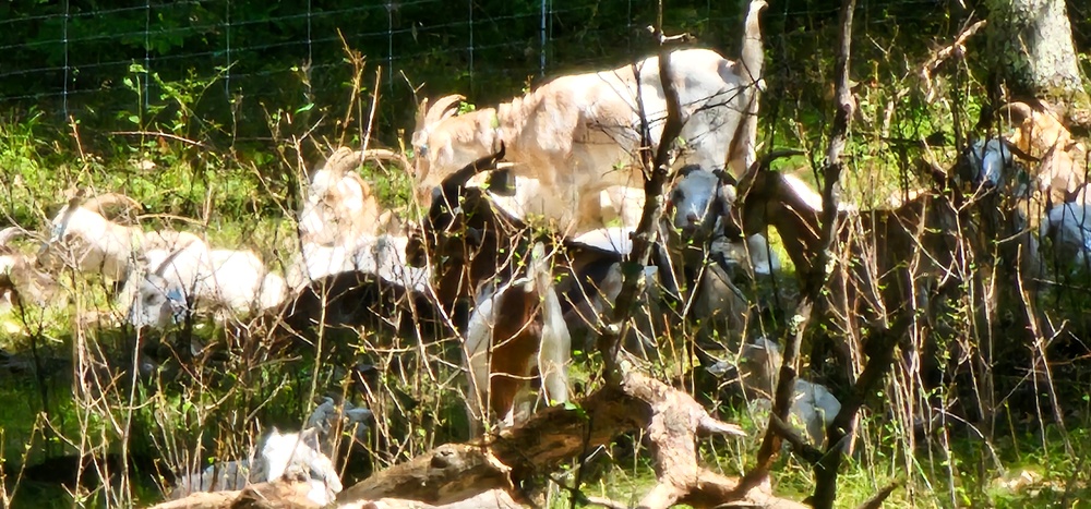 Fort McCoy continues to utilize goats to combat invasive species across installation