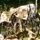 Fort McCoy continues to utilize goats to combat invasive species across installation