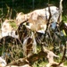 Fort McCoy continues to utilize goats to combat invasive species across installation