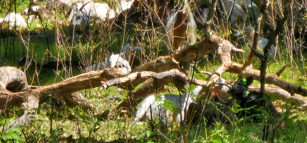 Fort McCoy continues to utilize goats to combat invasive species across installation