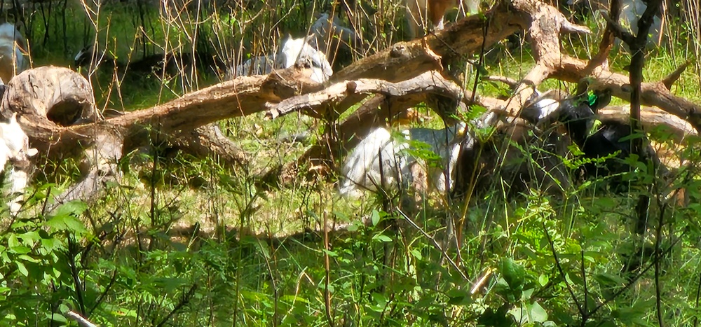 Fort McCoy continues to utilize goats to combat invasive species across installation