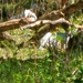 Fort McCoy continues to utilize goats to combat invasive species across installation