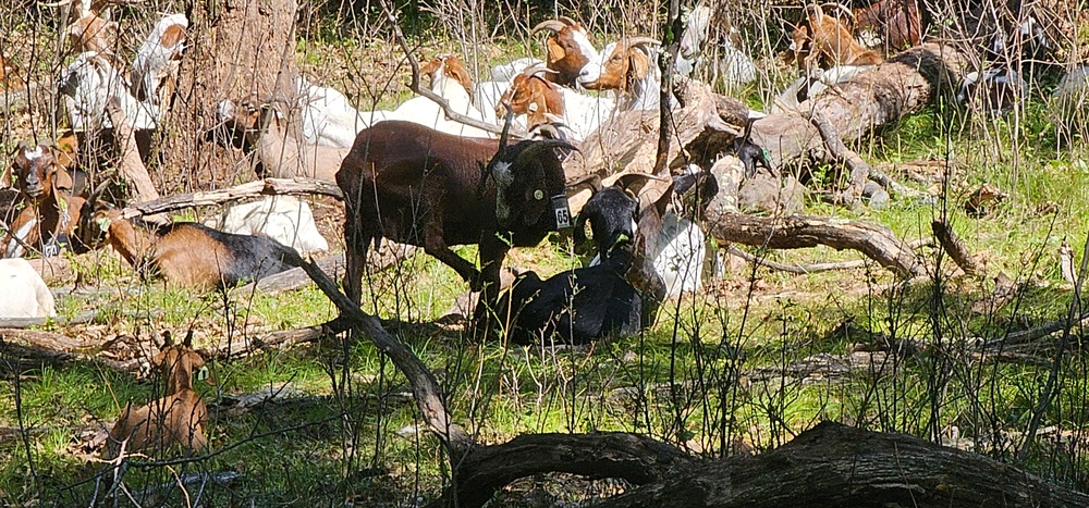 Fort McCoy continues to utilize goats to combat invasive species across installation