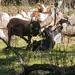 Fort McCoy continues to utilize goats to combat invasive species across installation