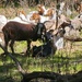 Fort McCoy continues to utilize goats to combat invasive species across installation
