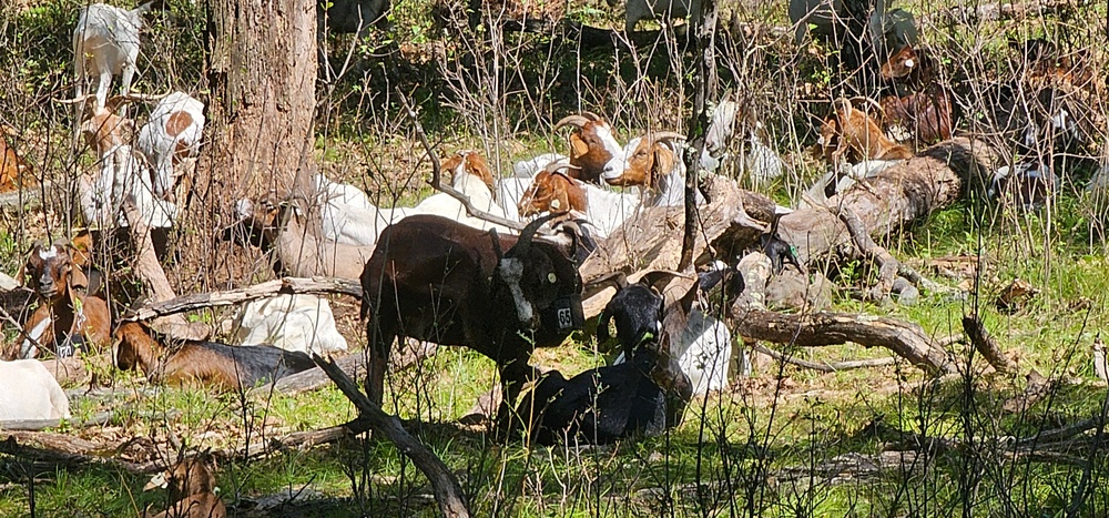 Fort McCoy continues to utilize goats to combat invasive species across installation