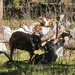 Fort McCoy continues to utilize goats to combat invasive species across installation