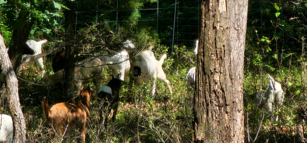 Fort McCoy continues to utilize goats to combat invasive species across installation