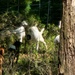 Fort McCoy continues to utilize goats to combat invasive species across installation
