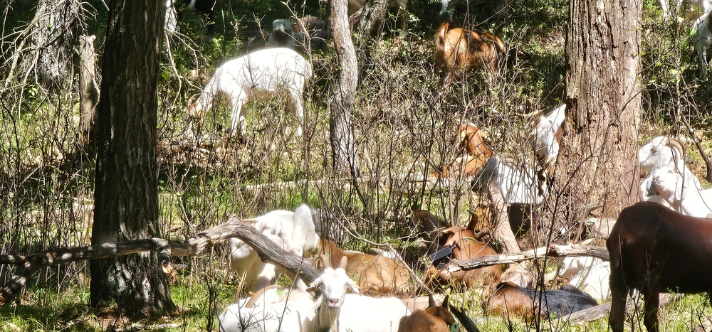 Fort McCoy continues to utilize goats to combat invasive species across installation