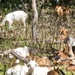 Fort McCoy continues to utilize goats to combat invasive species across installation