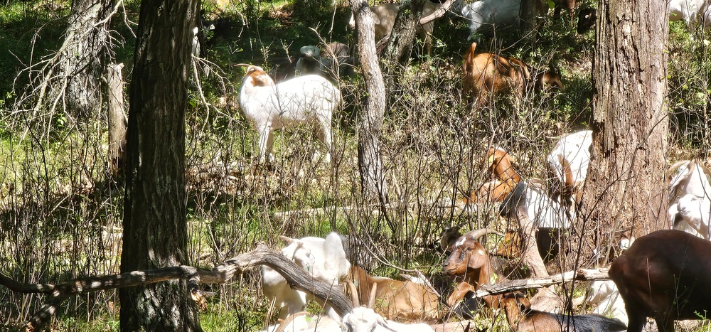 Fort McCoy continues to utilize goats to combat invasive species across installation