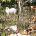 Fort McCoy continues to utilize goats to combat invasive species across installation