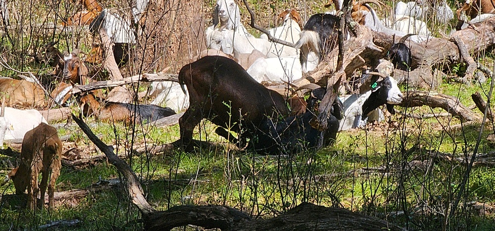 Fort McCoy continues to utilize goats to combat invasive species across installation