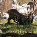 Fort McCoy continues to utilize goats to combat invasive species across installation