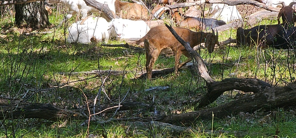 Fort McCoy continues to utilize goats to combat invasive species across installation