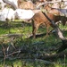 Fort McCoy continues to utilize goats to combat invasive species across installation