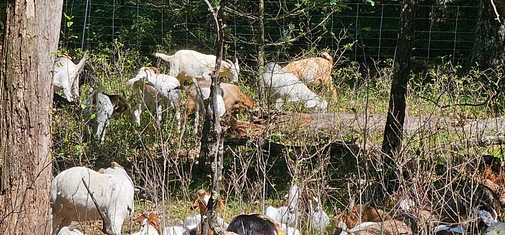 Fort McCoy continues to utilize goats to combat invasive species across installation