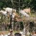 Fort McCoy continues to utilize goats to combat invasive species across installation