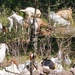 Fort McCoy continues to utilize goats to combat invasive species across installation
