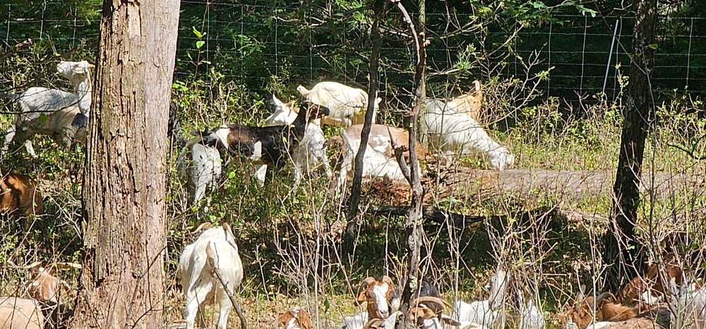 Fort McCoy continues to utilize goats to combat invasive species across installation