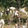 Fort McCoy continues to utilize goats to combat invasive species across installation