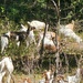 Fort McCoy continues to utilize goats to combat invasive species across installation