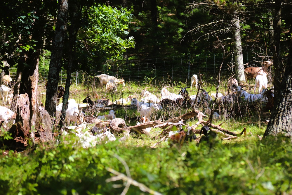 Fort McCoy continues to utilize goats to combat invasive species across installation