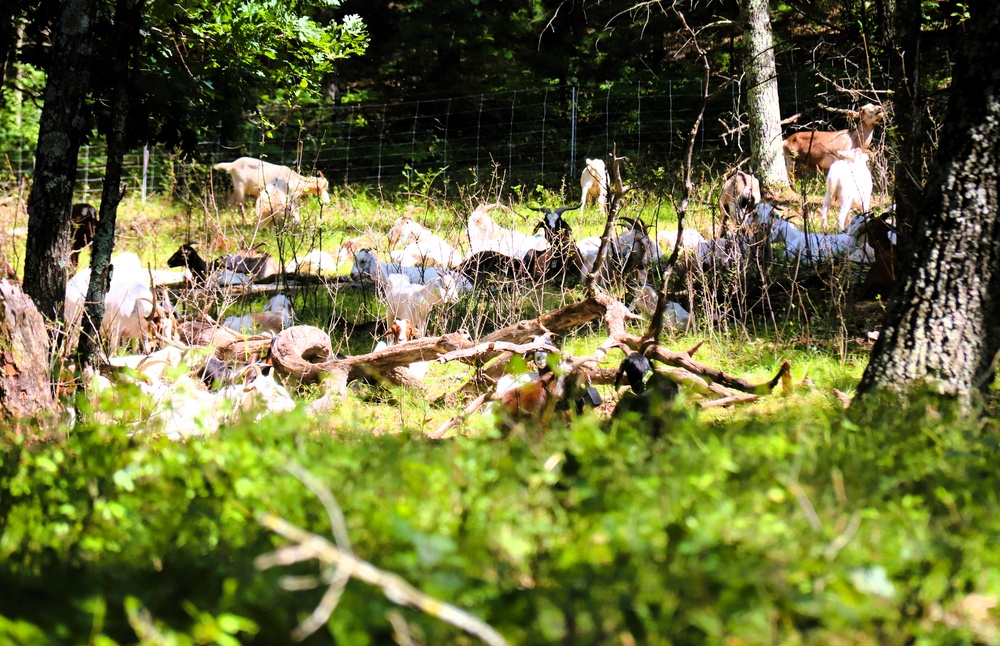 Fort McCoy continues to utilize goats to combat invasive species across installation
