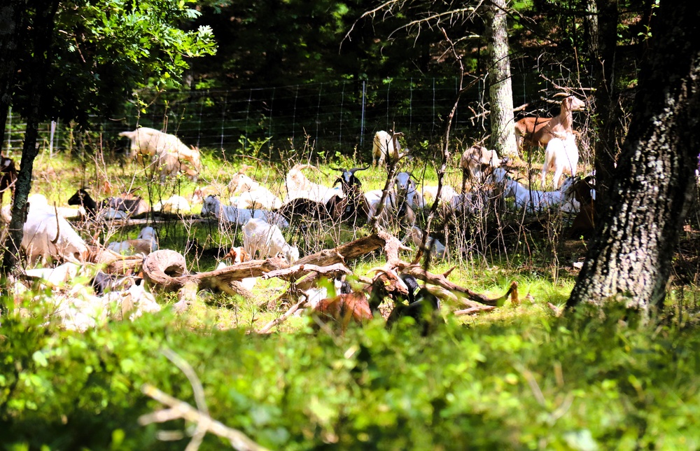 Fort McCoy continues to utilize goats to combat invasive species across installation
