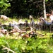 Fort McCoy continues to utilize goats to combat invasive species across installation