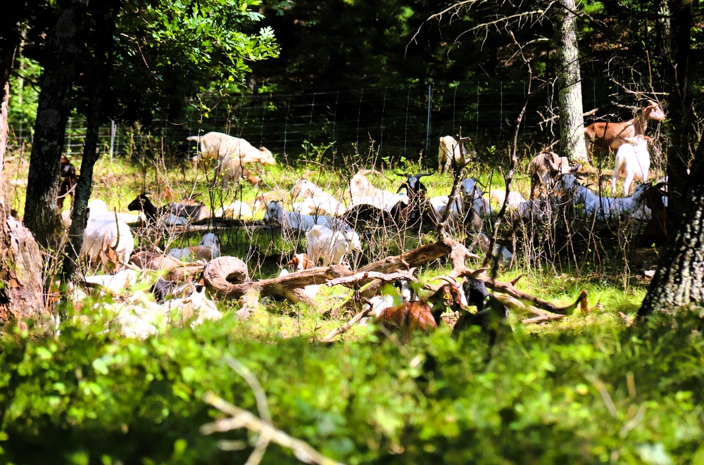 Fort McCoy continues to utilize goats to combat invasive species across installation